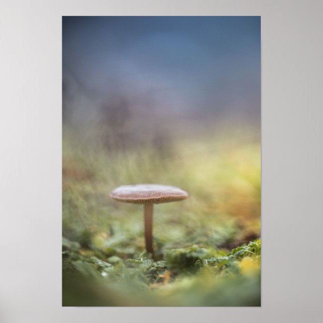 Poster Tiny Mushroom Nature Foto (Frente)