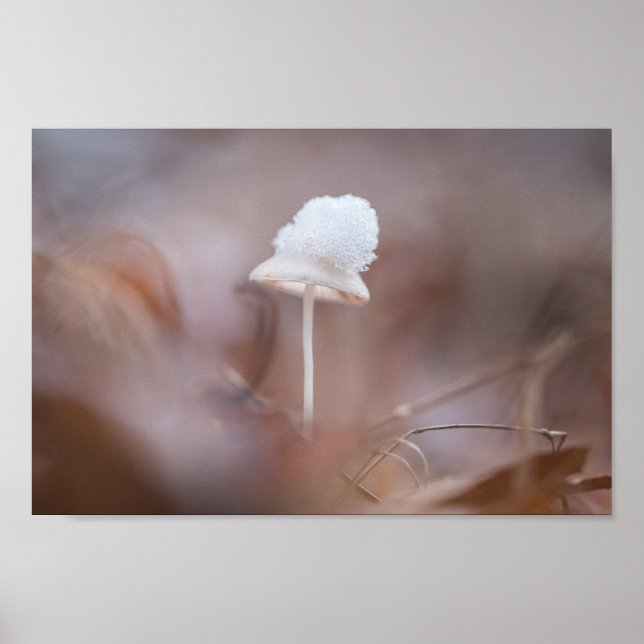 Poster Tiny Mushroom Nature Foto (Frente)