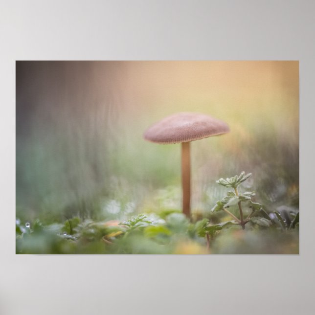 Poster Tiny Mushroom Nature Foto (Frente)