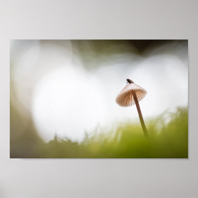 Poster Tiny Mushroom Nature Foto (Frente)