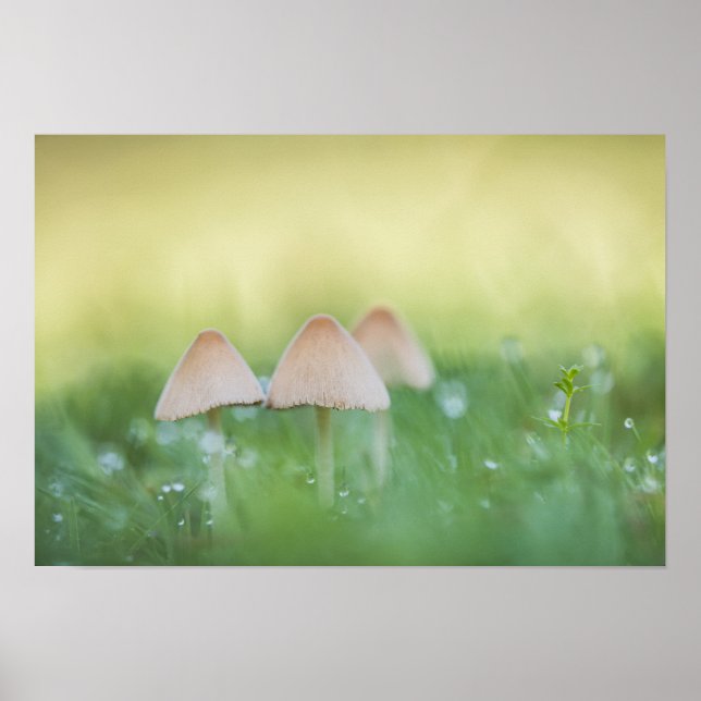 Poster Tiny Mushrooms Nature Photo (Frente)