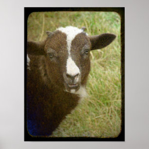 Pôster Tiny the Jacob Ewe Lamb