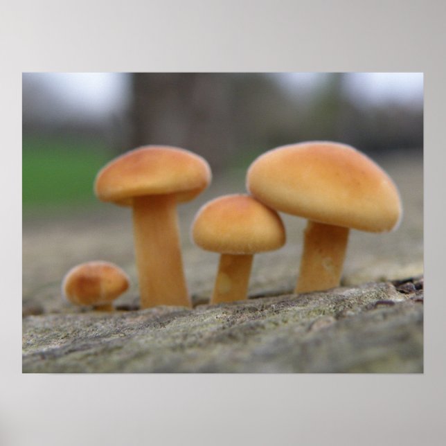 Poster Tiny Toadstools Macro Print (Frente)