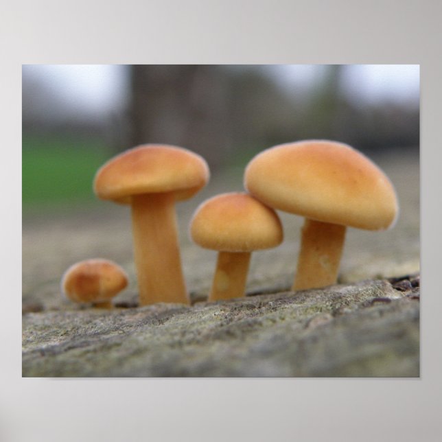 Poster Tiny Toadstools Macro Print (Frente)