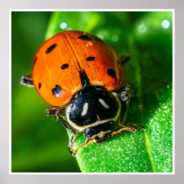 Poster Tiny Traveler: Ladybug on a Leaf