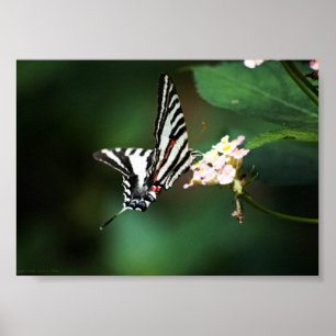 Pôster Tiny Zebra Print