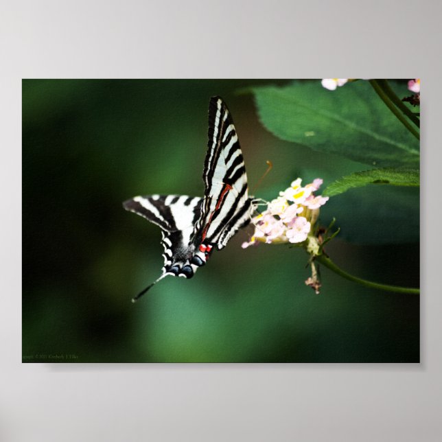 Pôster Tiny Zebra Print (Frente)
