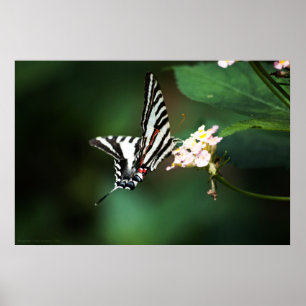 Pôster Tiny Zebra Print