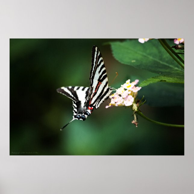 Pôster Tiny Zebra Print (Frente)