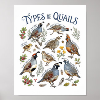 Poster Tipos de Codornas Arte de Aves em Aquarela Vida Se