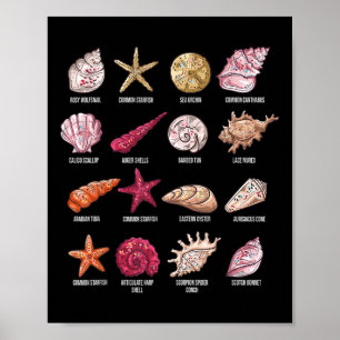 Poster Tipos De Conchas De Prateleiras De Prateleiras