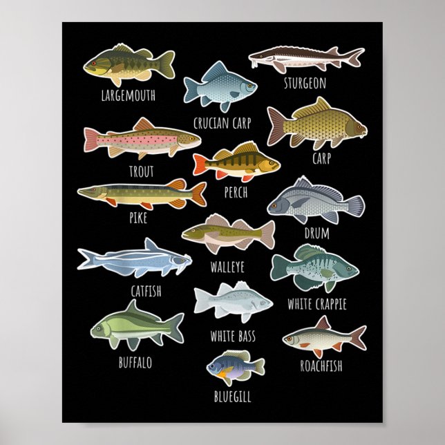 Poster Tipos De Espécies De Peixes Águas frescas (Frente)