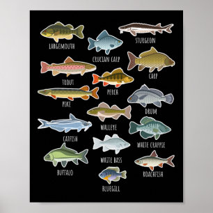 Poster Tipos De Espécies De Peixes De Água Doce De Pesca