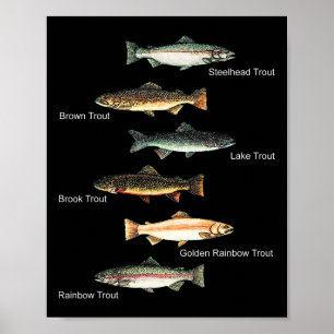 Poster Tipos de Espécies de Peixes Truta Coleção de Pesca