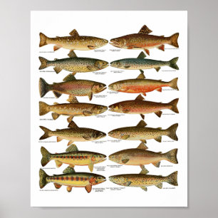 Poster Tipos De Espécies De Peixes Truta Presente De Pesc