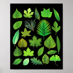 Poster Tipos De Folhas De Árvores Biologia Natureza Educa