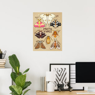 Poster Tipos de Moth
