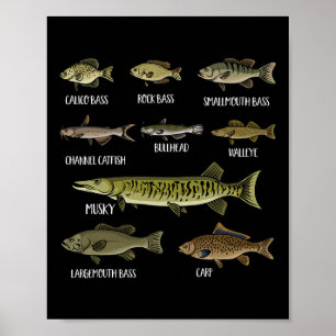 Poster Tipos De Peixes De Água Doce Espécies De Pesca