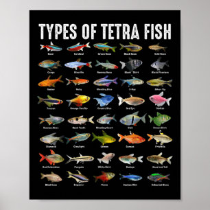 Poster Tipos de peixes Tetra - Espécies de peixes aquário