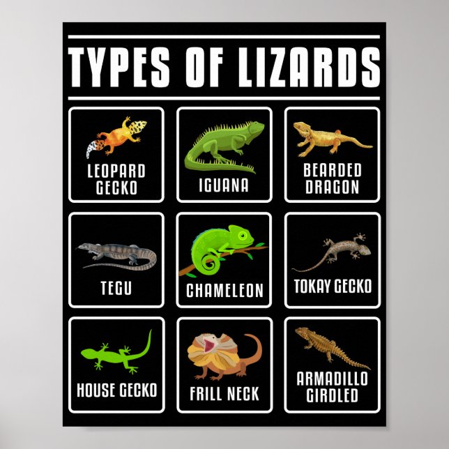 Poster Tipos de Répteis Lizard (Frente)