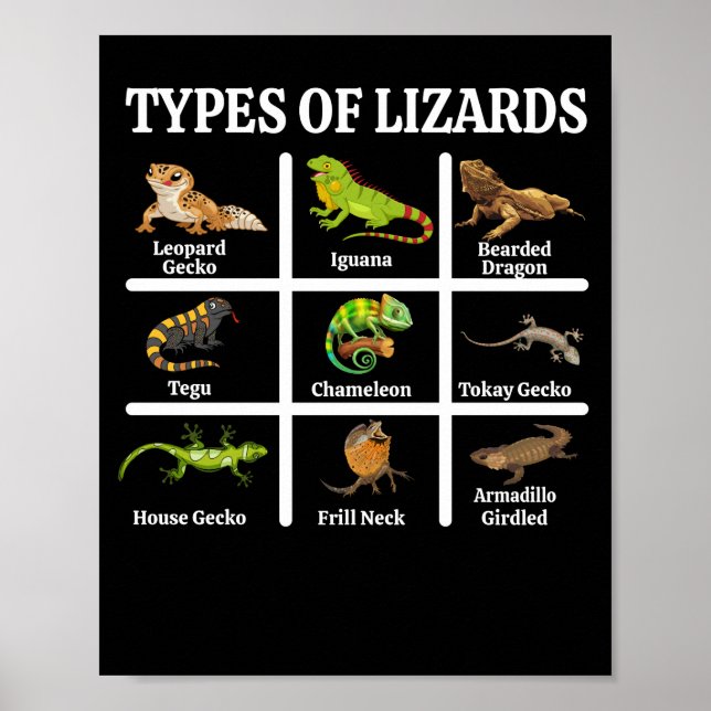 Poster Tipos de Répteis Lizard (Frente)