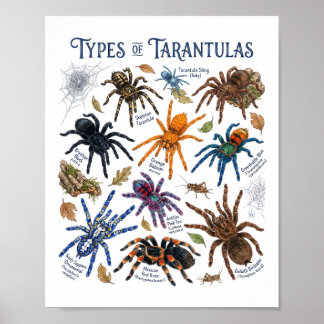 Poster Tipos de Tarântulas Arte de Aranha Aquarela
