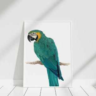 Poster tirado da ilustração do Macaw mão azul