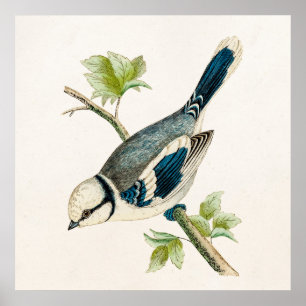 Pôster Tiragem azul dos pássaros das aves canoras do
