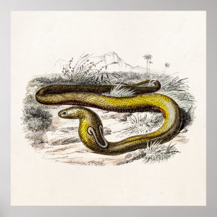 Pôster Tiragem retro das cobras do cobra da cobra dos
