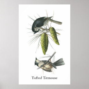 Pôster Titmouse adornado, John Audubon