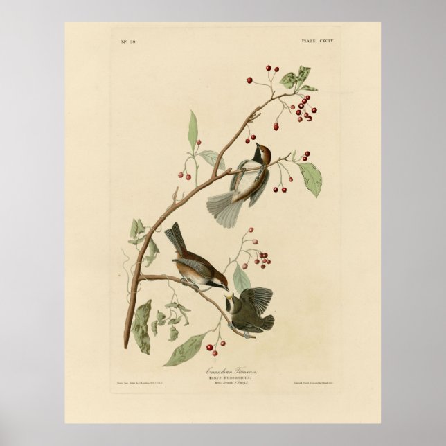 Poster Titmouse canadense das Aves da América de Audubon (Frente)