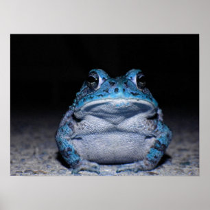 Pôster Toad azul