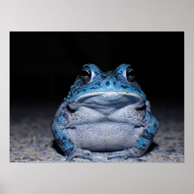 Pôster Toad azul (Frente)