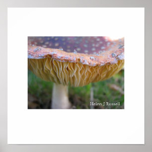 Poster Toadstool manchado