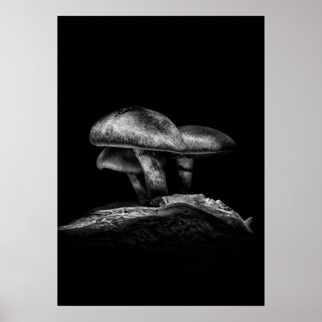 Poster Toadstools Num Rastreio N.O 3 (Frente)