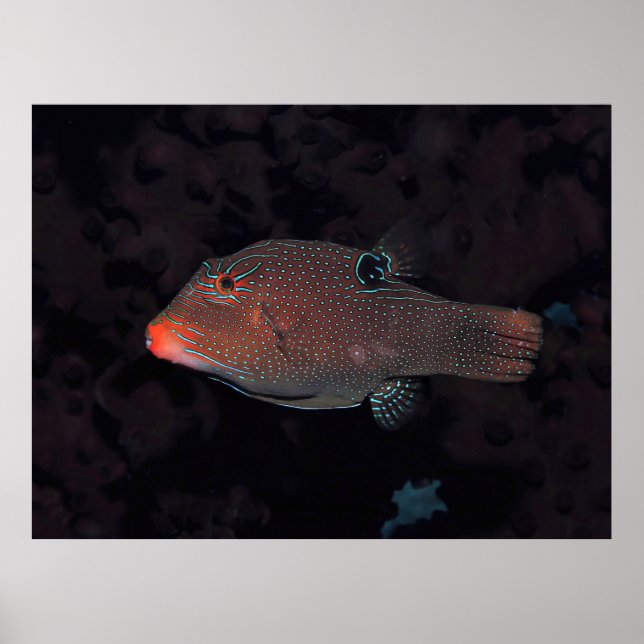 Poster Toby Puffer (Frente)