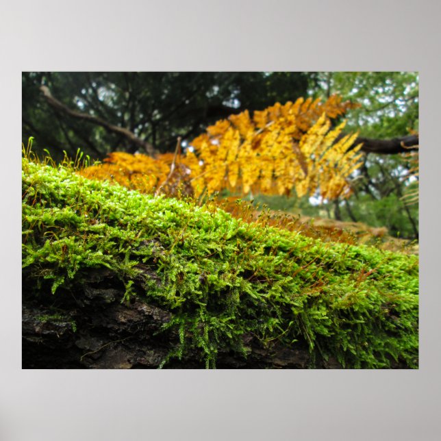 Poster Toco de Árvore em Musgo Luxuriante - Personalizado (Frente)