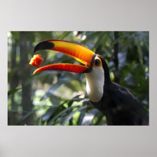Poster Toco Toucan