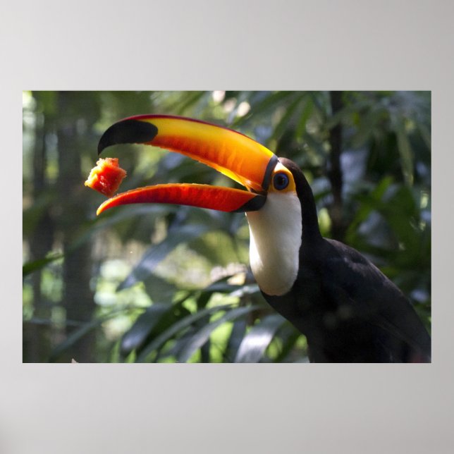 Poster Toco Toucan (Frente)