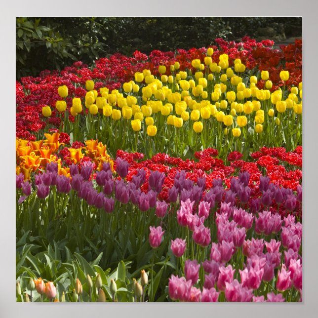 Pôster Todas as cores do arco-íris (Frente)