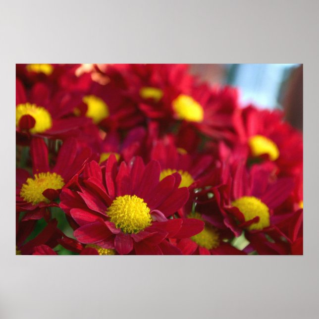 Pôster Todo mundo tem uma Mãe (Frente)