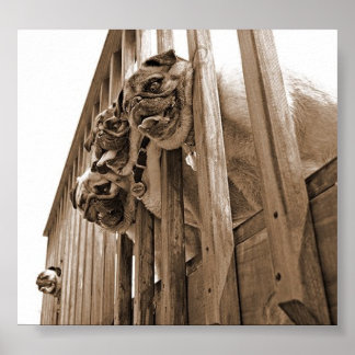 Pôster TODOS OS BOMBOS NA canvas DO DECLÍNIO