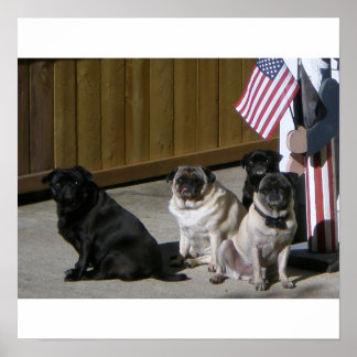 Poster Todos os Pugs Americanos