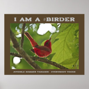 Poster Todos Vogue Juvenile Summer Tanager Birder