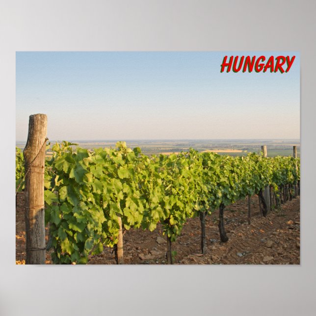Poster Tokaj vineyards, Hungary (Frente)