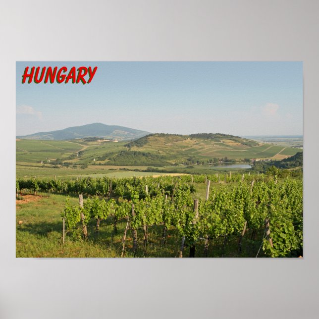 Poster Tokaj vineyards, Hungria (Frente)