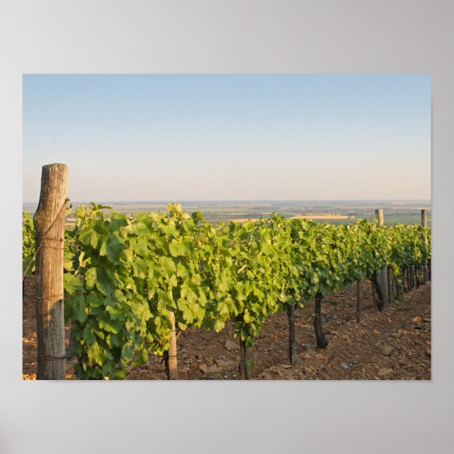 Poster Tokaj vineyards, Hungria (Frente)