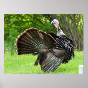 Poster Tom Turkey Feather Display