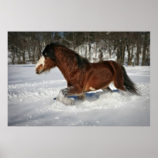 Pôster Tomá-la em Stride-Clydesdale na neve