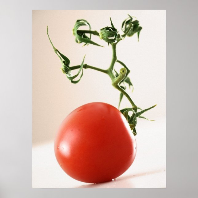Pôster Tomate (Frente)